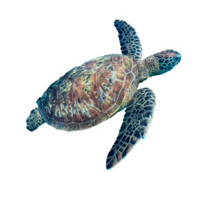 Contact Us – Rarotonga Turtle Tours