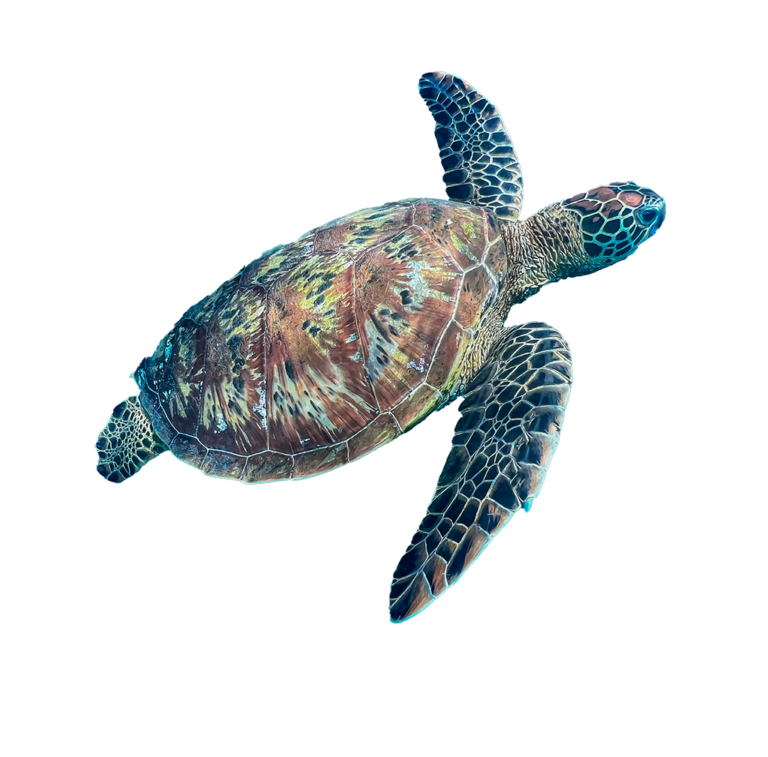 FAQ – Rarotonga Turtle Tours